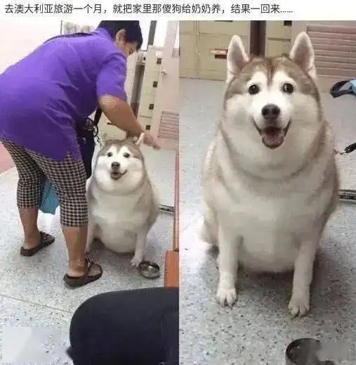  搞笑gif牛粪估计也没想到,怎么会这么突然把我卖出去了...哈哈哈哈
