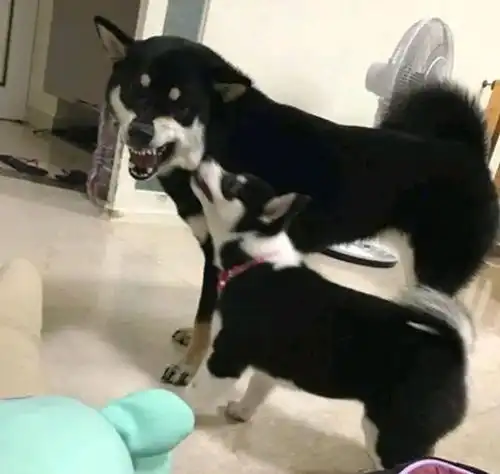  柴犬疑似哈士奇的种,主人赶紧辟谣,网友它爸肯定是哈士奇