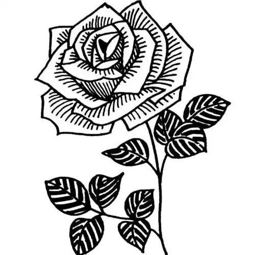  月季花简笔画图片