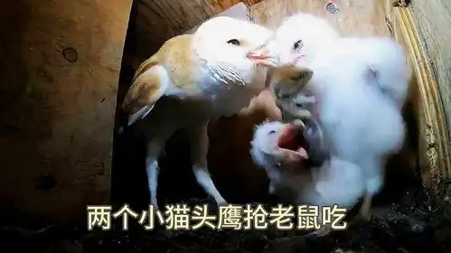  小猫头鹰吃不下大老鼠,妈妈就给换一只小老鼠吃