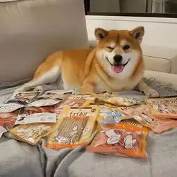  日本一柴犬因笑容治愈走红网络网友承包了我2018年的头像