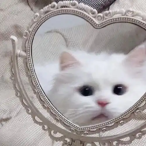  猫咪可爱情侣头像想和你养一只猫呀