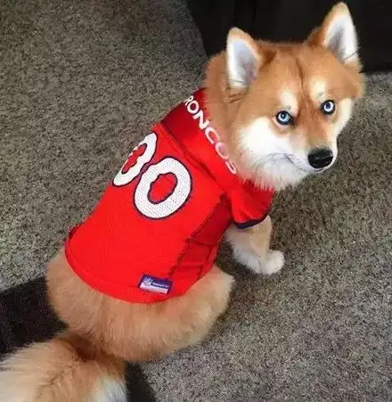  第一眼看到这狗子还以为是狐狸犬,可没想到又是二哈的锅...