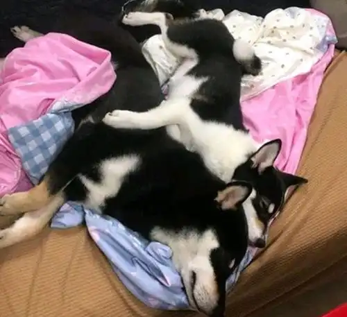  柴犬疑似哈士奇的种,主人赶紧辟谣,网友它爸肯定是哈士奇