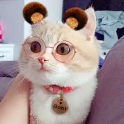  可爱猫咪头像萌萌哒高清2019微信萌宠头像猫咪呆萌