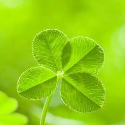  四叶草图片唯美头像高清经典的微信四叶草头像