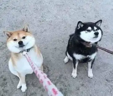  朋友要拿柴犬跟我换哈士奇,我想了一夜,终于做出了决定