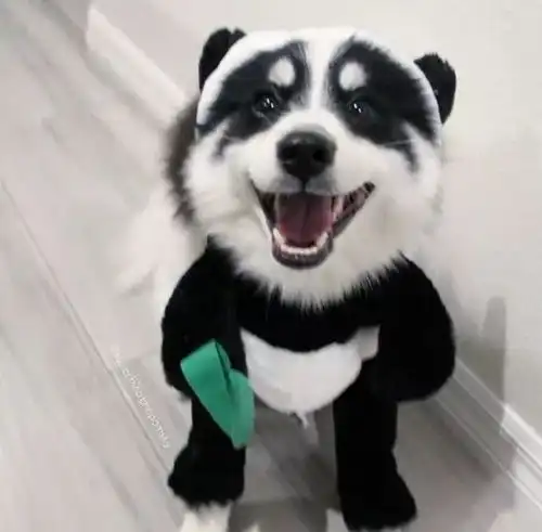  和熊猫同款配色的狗子,怎么看着那么像哈士奇呢