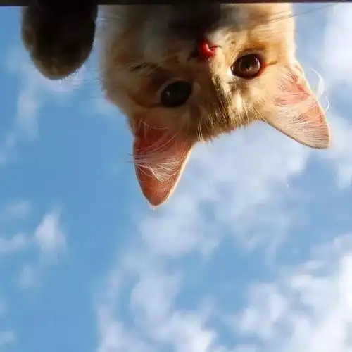  日本这只硬闯美术馆的猫又火了警卫大叔甜蜜的负担啊