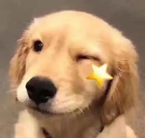 沙雕狗头像哈士奇高清
