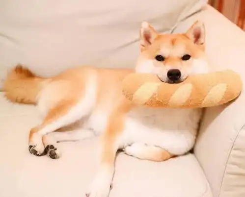  主人把柴犬和二哈关进笼子,哈士奇的做法,让柴犬跟铲屎官很无奈