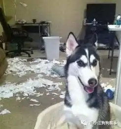  爆笑铲屎官为了撸串竟把二哈关进银行二哈愤然报警警察叔叔,有人虐狗啦
