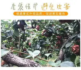  河北现摘脆皇冠梨5斤孕妇新鲜水果批发非雪梨香酥梨魏县鸭梨