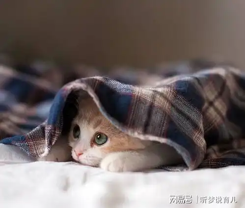  大学生为虐猫的恶行道歉,我拒绝接受