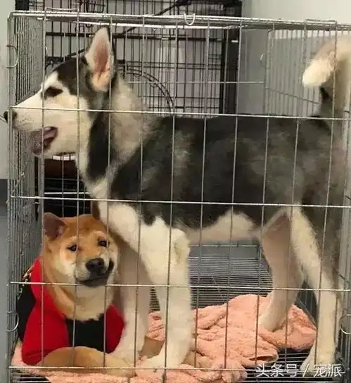  把二哈和柴犬关在了一起,到底谁更傻,便一目了然了