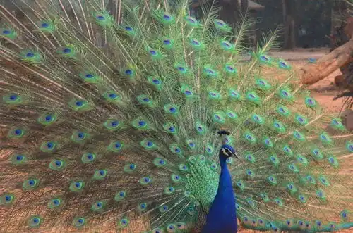  宝,答应我,一起打疫苗好吗