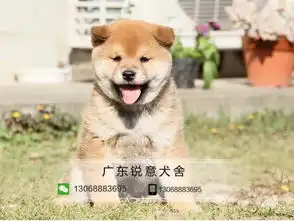  江门哪里有买卖柴犬幼犬购买柴犬到锐意犬舍包纯种健康