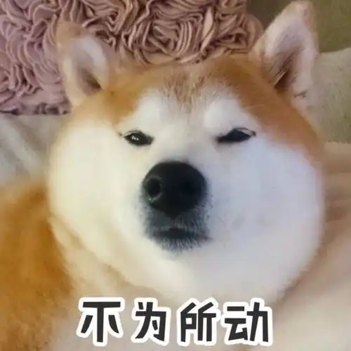  优质柴犬如何挑选呢我来告诉你