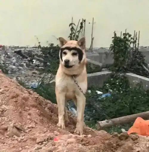  狗不可貌相,它挺好的,就是有点丑......