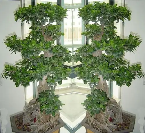  我家植物成长记