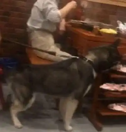  哈士奇赖在火锅店不走了,还偷吃了别人的肉片,主人想用狗赔偿