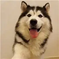  二哈猥琐搞笑头像微信头像图片大全