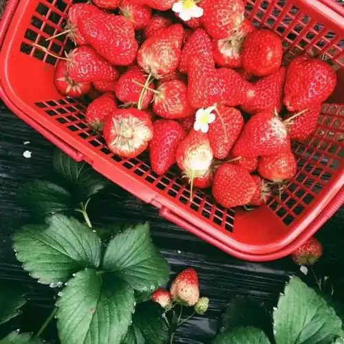  一头闯进春色的莓好里