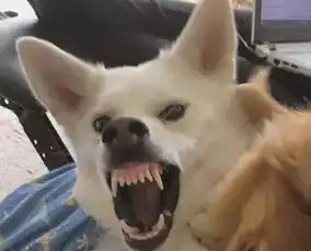  德牧哈士奇二合一精装版图片第25696张狗狗搞笑图片