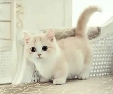  君鹏萌宠猫咪托运注意事项有哪些