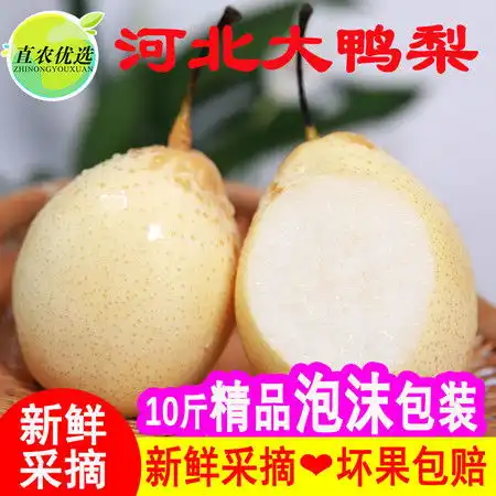 鸭梨头像图片鸭梨