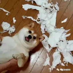  基因最接近狼的狗居然不是二哈而是它
