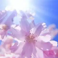  带来好运的微信头像花四叶草的图片