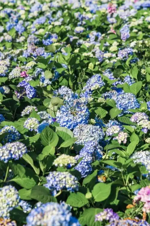  上海市中心街边,250㎡超梦幻的蓝紫色系绣球花海免费观赏