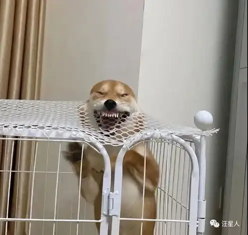 柴犬哈士奇头像图片面目