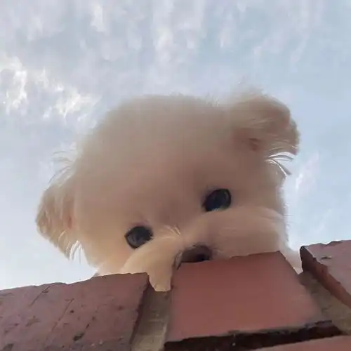 单身汪的可爱头像