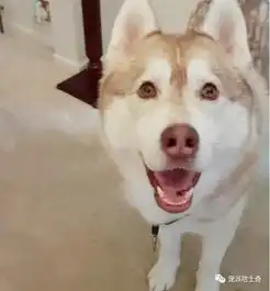  四只哈士奇在家偷吃猫粮,把猫咪气的离家出走了主人怒了