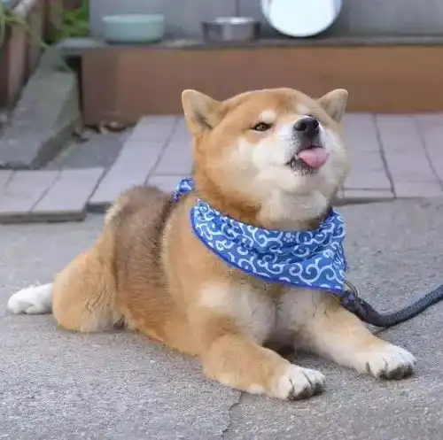 柴犬哈士奇头像图片表情