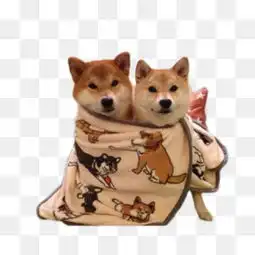 柴犬图片大全柴犬素材免费下载千库网png