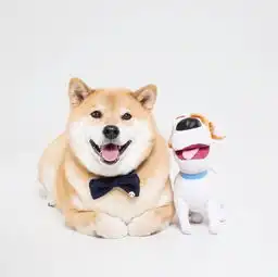 柴犬哈士奇头像图片主人