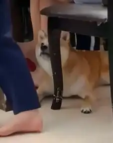  主人吃饭不喂狗,柴犬化身哈士奇啃椅子这椅子你别想要了