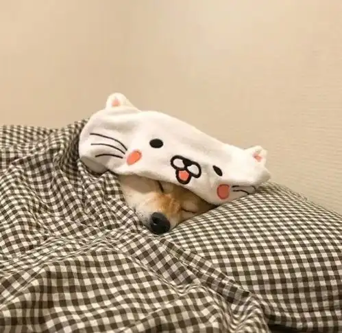  蠢萌的柴犬头像小可爱们请注意接收别忘了点赞噢