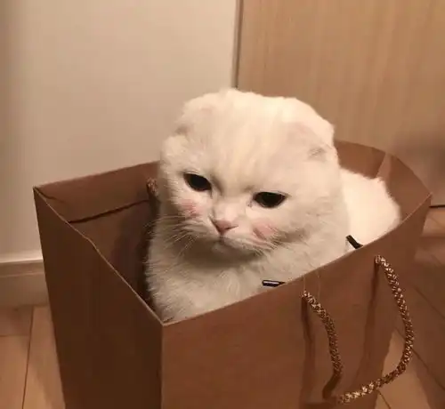  猫咪赌气出门不愿回家,却不料刚踏出最后一只脚就下雨,接下来的表情令人笑出