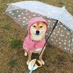  世界上有一种差别叫做,你家养了只柴犬,而我家养的是哈士奇