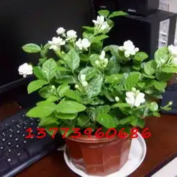 超漂亮花草的微信头像养