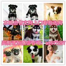 柴犬哈士奇头像图片哈士