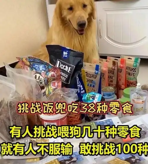  宠物大胃王呸