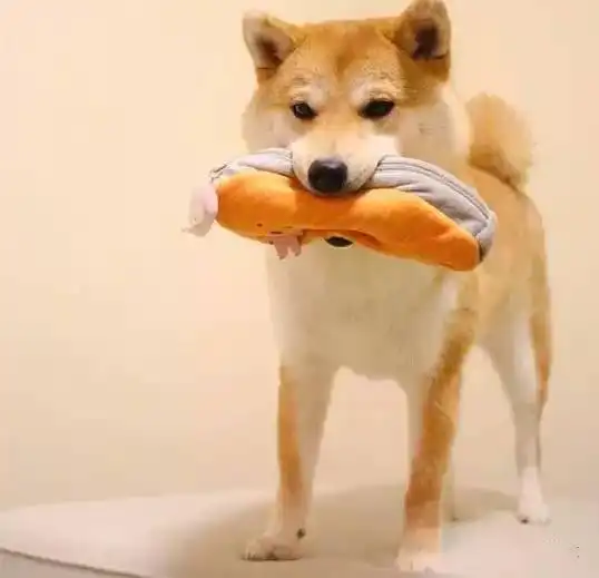  美食同柴犬不得不说的故事