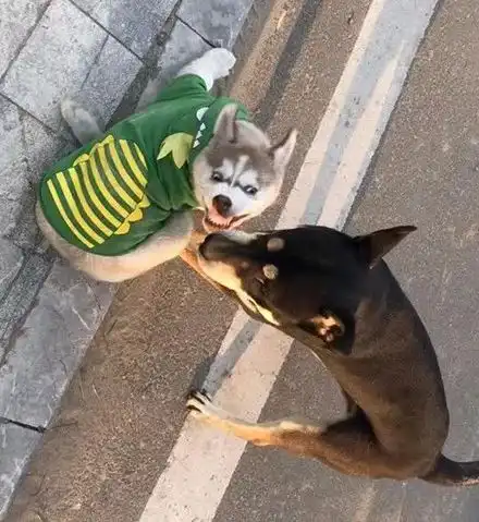  哈士奇主动挑衅柴犬,可下一秒的画面...不忍直视了