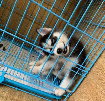  网友想领养只哈士奇回家,可看到柴犬和二哈的区别后,她瞬间就后悔了