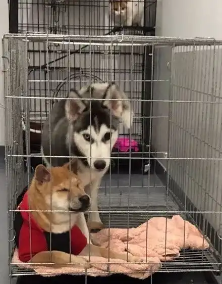  把柴犬跟哈士奇关在一起,柴犬一副嫌弃的表情也是很魔性